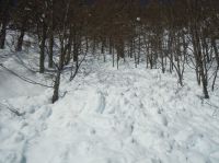 Klik za večjo sliko