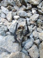 Klik za večjo sliko