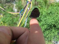 Klik za večjo sliko