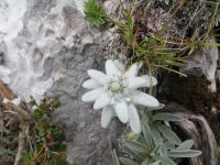 Klik za večjo sliko