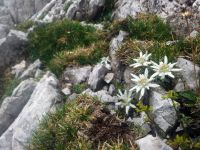 Klik za večjo sliko