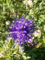 Klik za večjo sliko