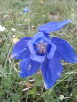 Klik za večjo sliko