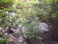 Klik za večjo sliko