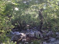 Klik za večjo sliko