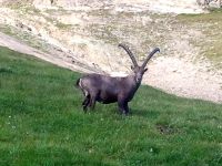 Klik za večjo sliko