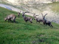 Klik za večjo sliko