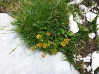 Klik za večjo sliko