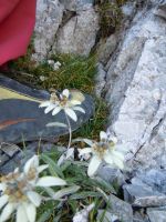 Klik za večjo sliko