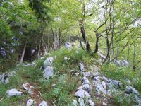 Klik za večjo sliko