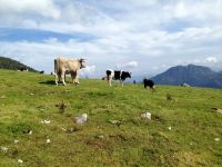 Klik za večjo sliko