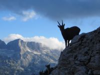 Klik za večjo sliko