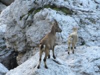 Klik za večjo sliko