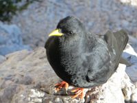 Klik za večjo sliko