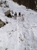 Klik za večjo sliko