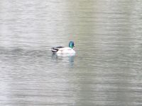 Klik za večjo sliko