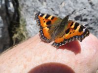 Klik za večjo sliko