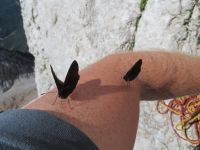 Klik za večjo sliko