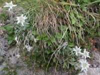 Klik za večjo sliko