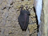 Klik za večjo sliko