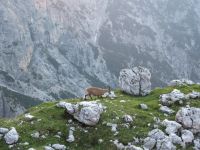 Klik za večjo sliko