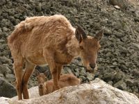 Klik za večjo sliko