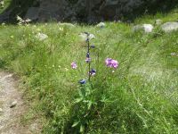 Klik za večjo sliko