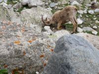 Klik za večjo sliko