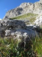 Klik za večjo sliko