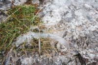 Klik za večjo sliko