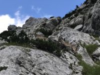 Klik za večjo sliko