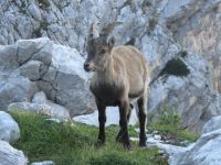 Klik za večjo sliko