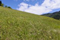 Klik za večjo sliko