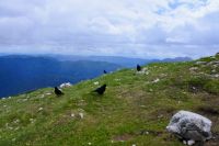 Klik za večjo sliko