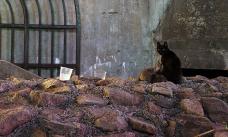 Klik za večjo sliko