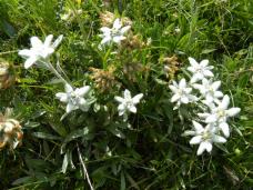 Klik za večjo sliko