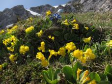 Klik za večjo sliko