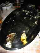 Klik za večjo sliko