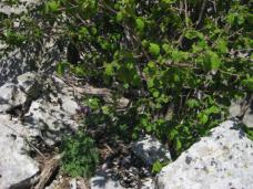 Klik za večjo sliko