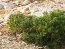 Klik za večjo sliko