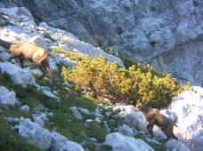 Klik za večjo sliko