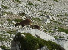 Klik za večjo sliko