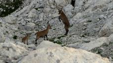 Klik za večjo sliko