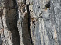 Klik za večjo sliko