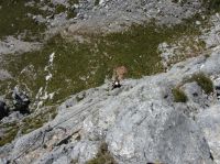 Klik za večjo sliko