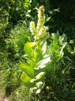 Klik za večjo sliko