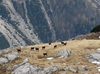 Klik za večjo sliko