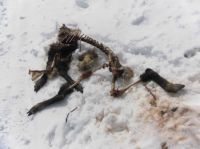 Klik za večjo sliko