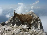 Klik za večjo sliko