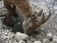 Klik za večjo sliko